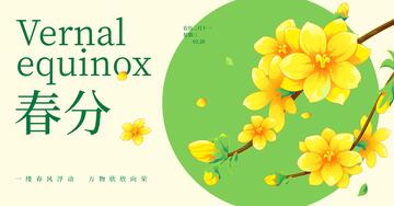 春分海报迎春花插画