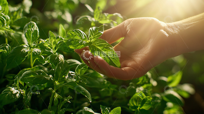 高清大图下载【趣麦麦图】阳光下轻抚绿叶