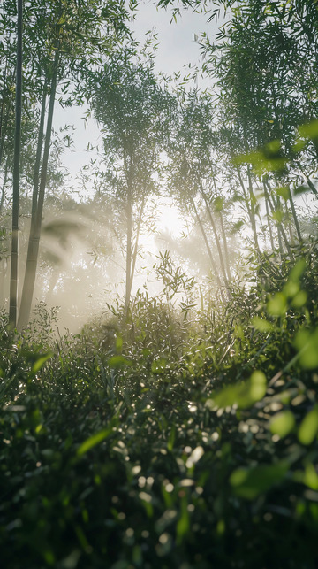 阳光透过竹林