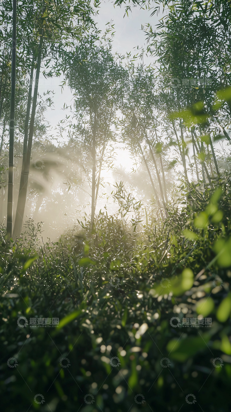 高清大图下载【趣麦麦图】阳光透过竹林