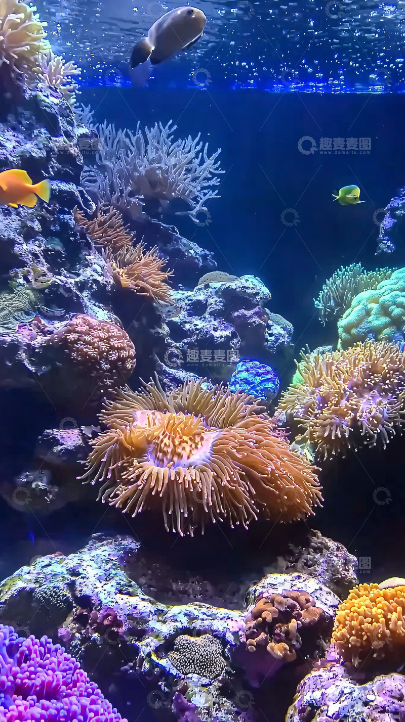 高清大图下载【趣麦麦图】海底珊瑚礁鱼群高清图片