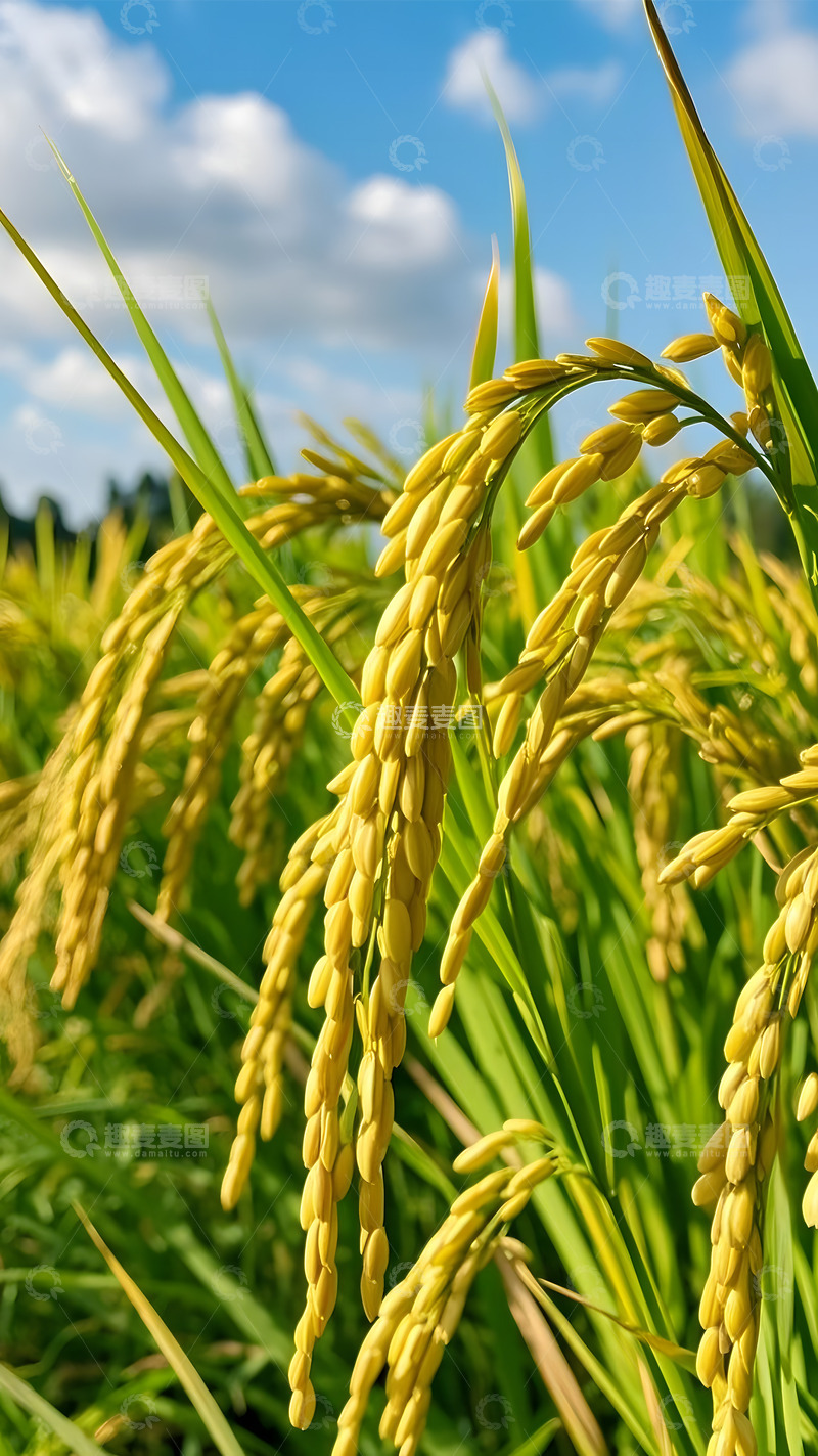 高清大图下载【趣麦麦图】近景特写成熟的麦子