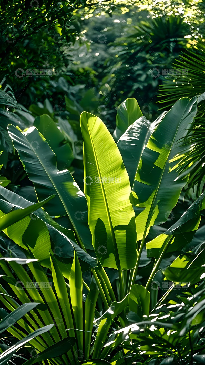 高清大图下载【趣麦麦图】热带植物园林植物园茂密植物园艺1