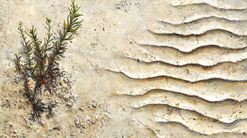 沙地上的植物与波纹