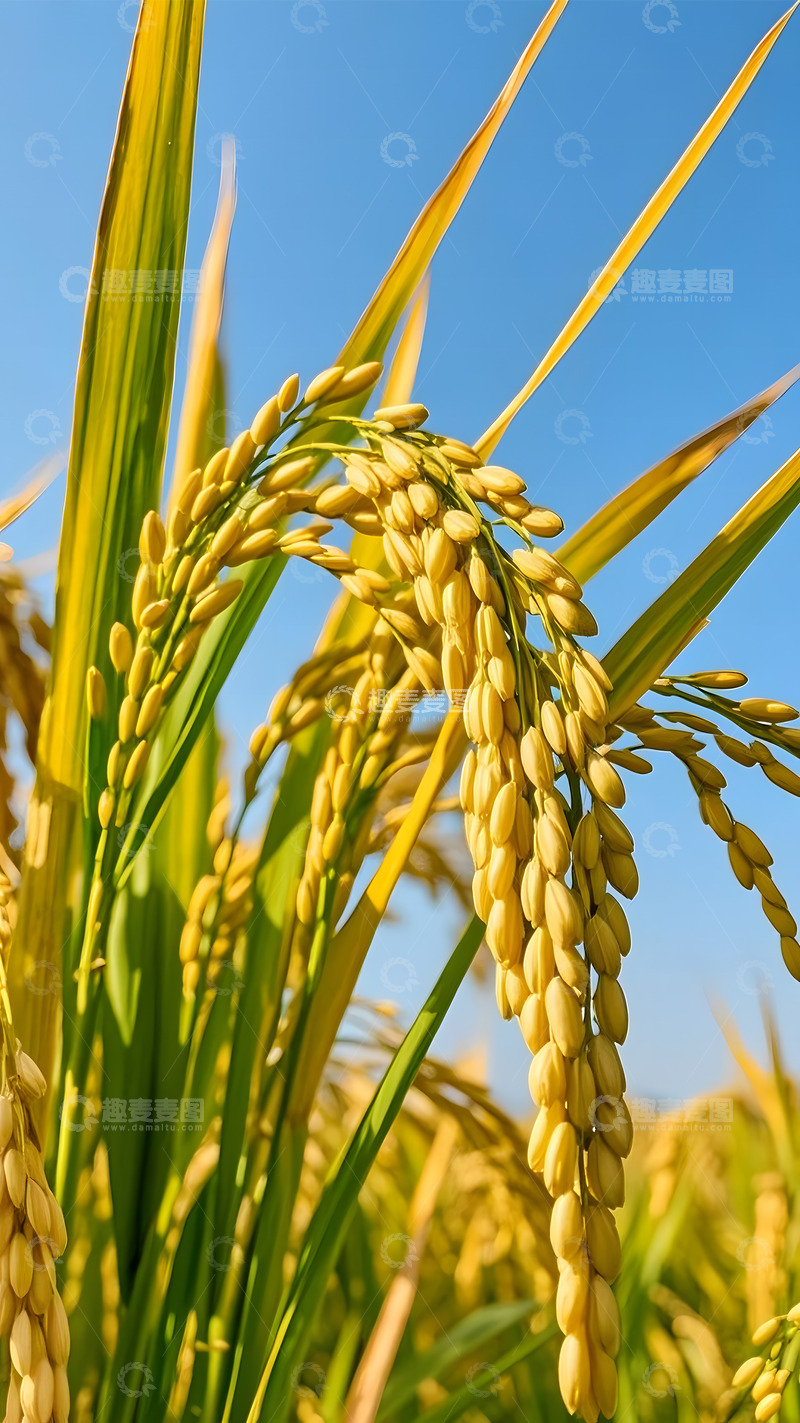 高清大图下载【趣麦麦图】近景特写成熟的麦子1