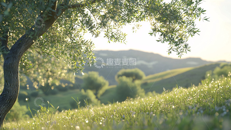 高清大图下载【趣麦麦图】橄榄树下的田园风光