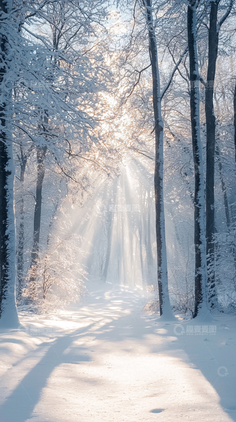 高清大图下载【趣麦麦图】冬日森林阳光穿透