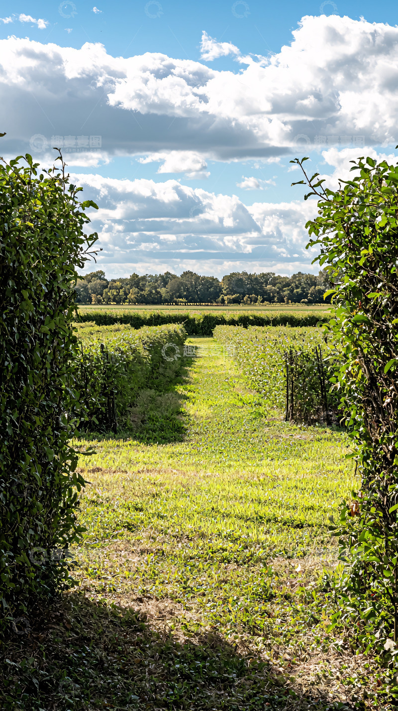 高清大图下载【趣麦麦图】绿色田园风光