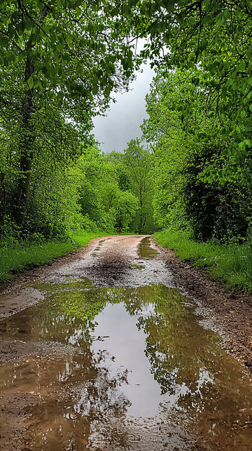树林小路泥泞道路
