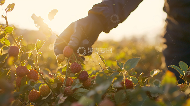 高清大图下载【趣麦麦图】夕阳下采摘红莓