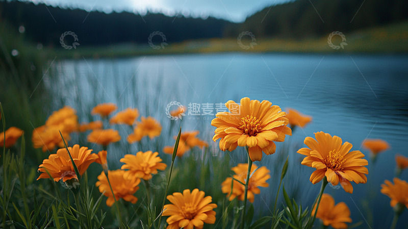 高清大图下载【趣麦麦图】湖边盛开的橙色花朵