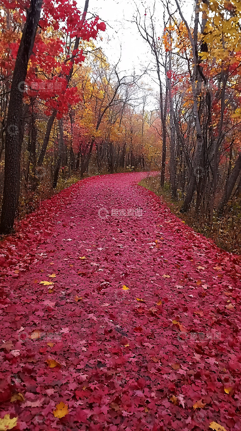 高清大图下载【趣麦麦图】秋日红叶小路
