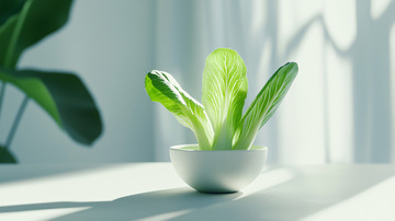 阳光下的小白菜