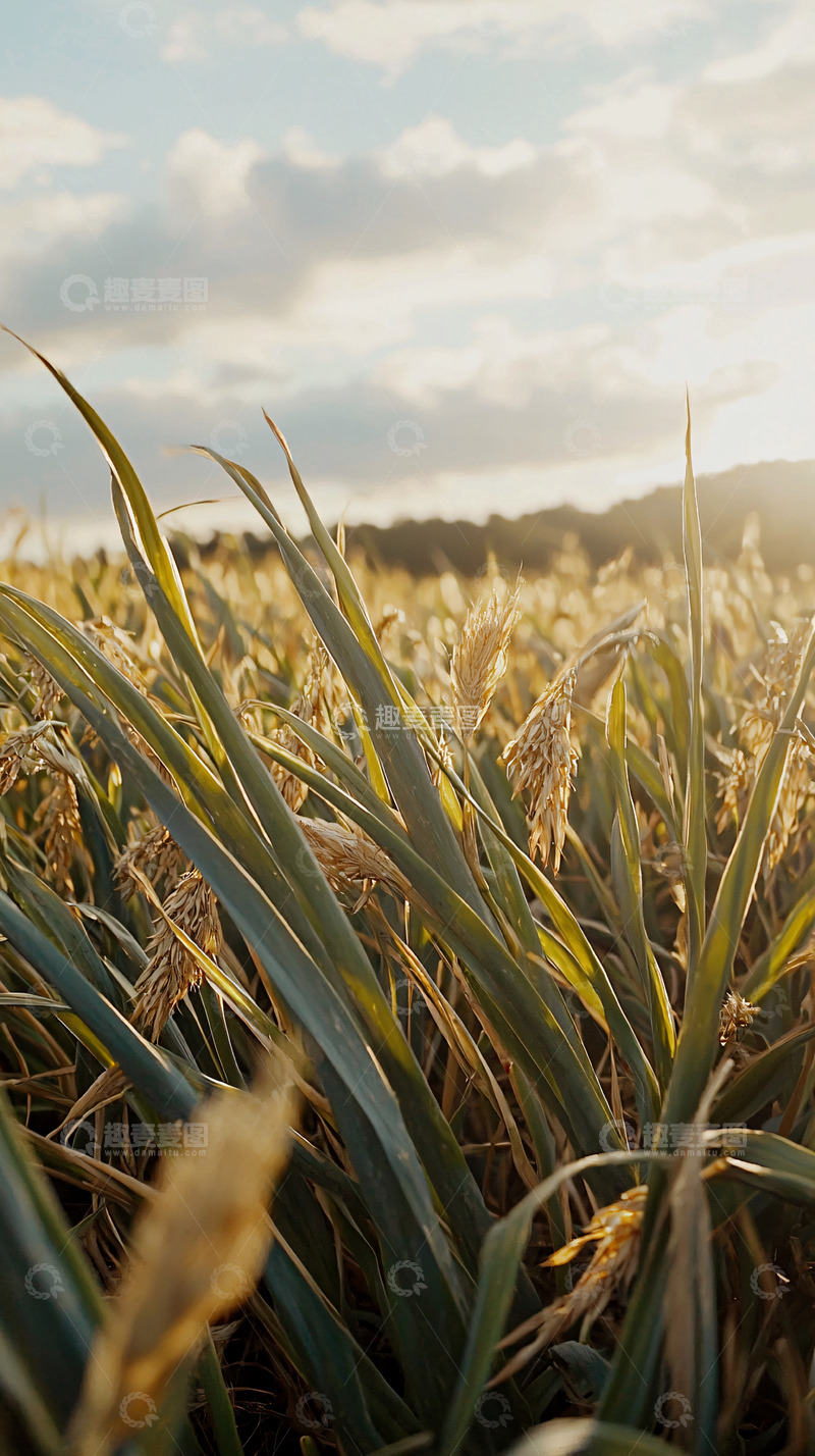 高清大图下载【趣麦麦图】金黄麦田夕阳景色