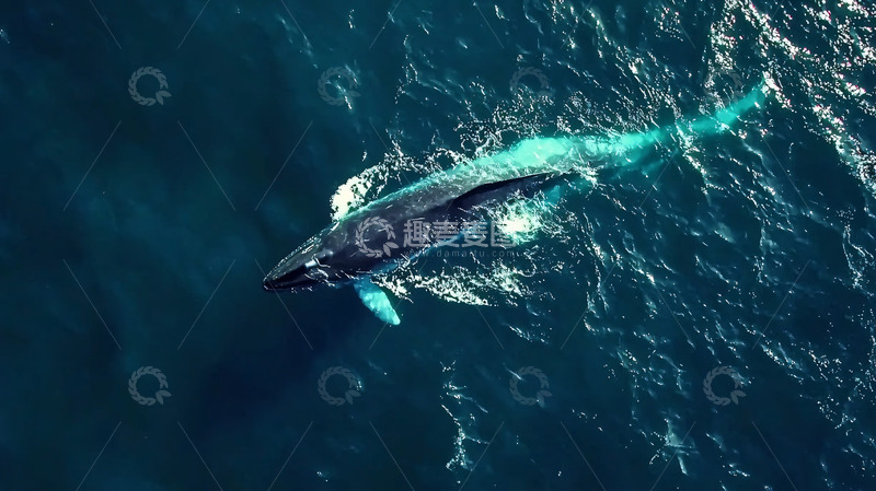高清大图下载【趣麦麦图】鲸鱼在深蓝色海洋中畅游