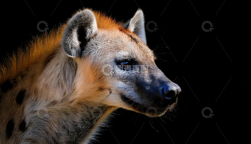高清大图下载【趣麦麦图】黑色背景下的鬣狗特写