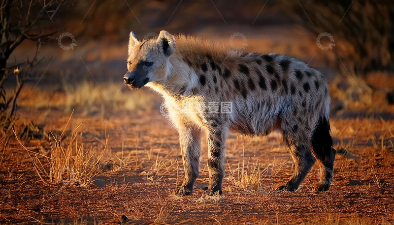 高清大图下载【趣麦麦图】黄昏中守望的鬣狗