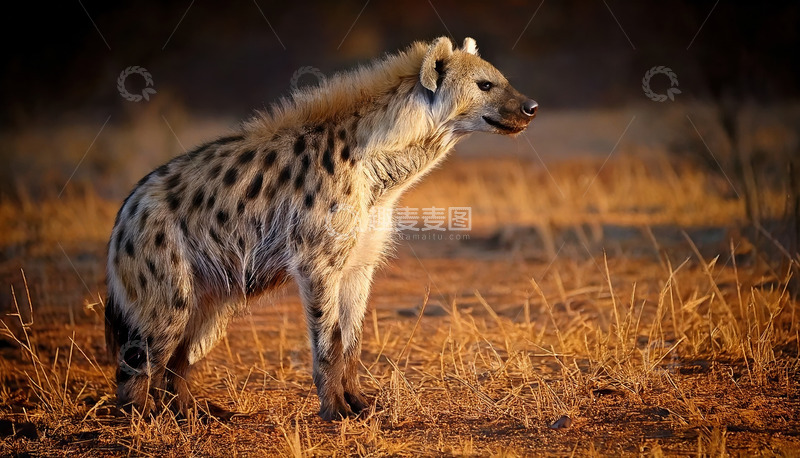 高清大图下载【趣麦麦图】夕阳下的站立鬣狗