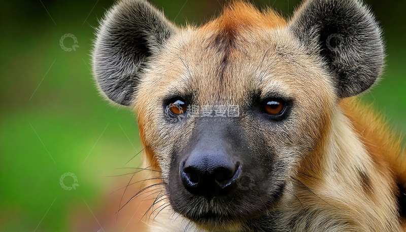 高清大图下载【趣麦麦图】鬣狗的面部特写