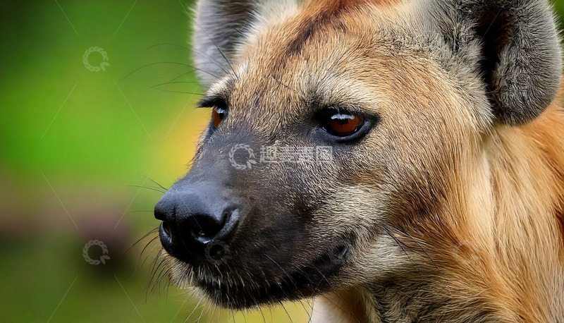 高清大图下载【趣麦麦图】鬣狗的特写肖像