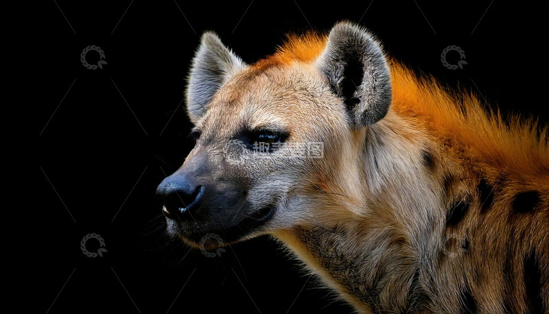 高清大图下载【趣麦麦图】黑色背景下的鬣狗侧影