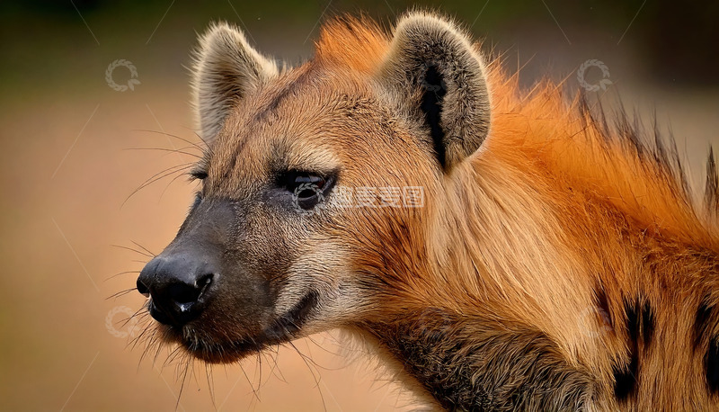 高清大图下载【趣麦麦图】鬣狗的侧面特写