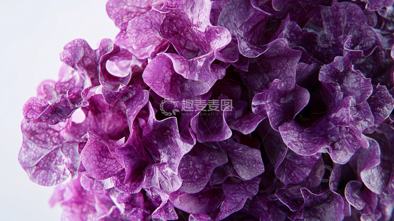 高清大图下载【趣麦麦图】紫色花朵特写
