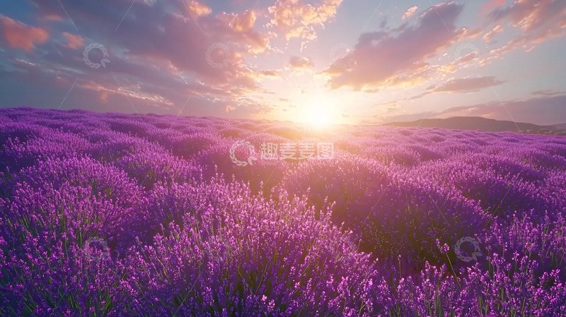 高清大图下载【趣麦麦图】夕阳下的薰衣草田