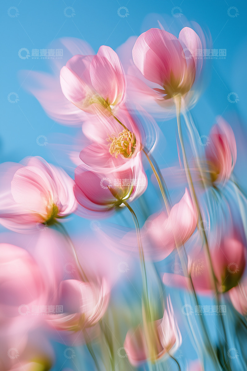 高清大图下载【趣麦麦图】蓝天下粉色花朵动态摄影图