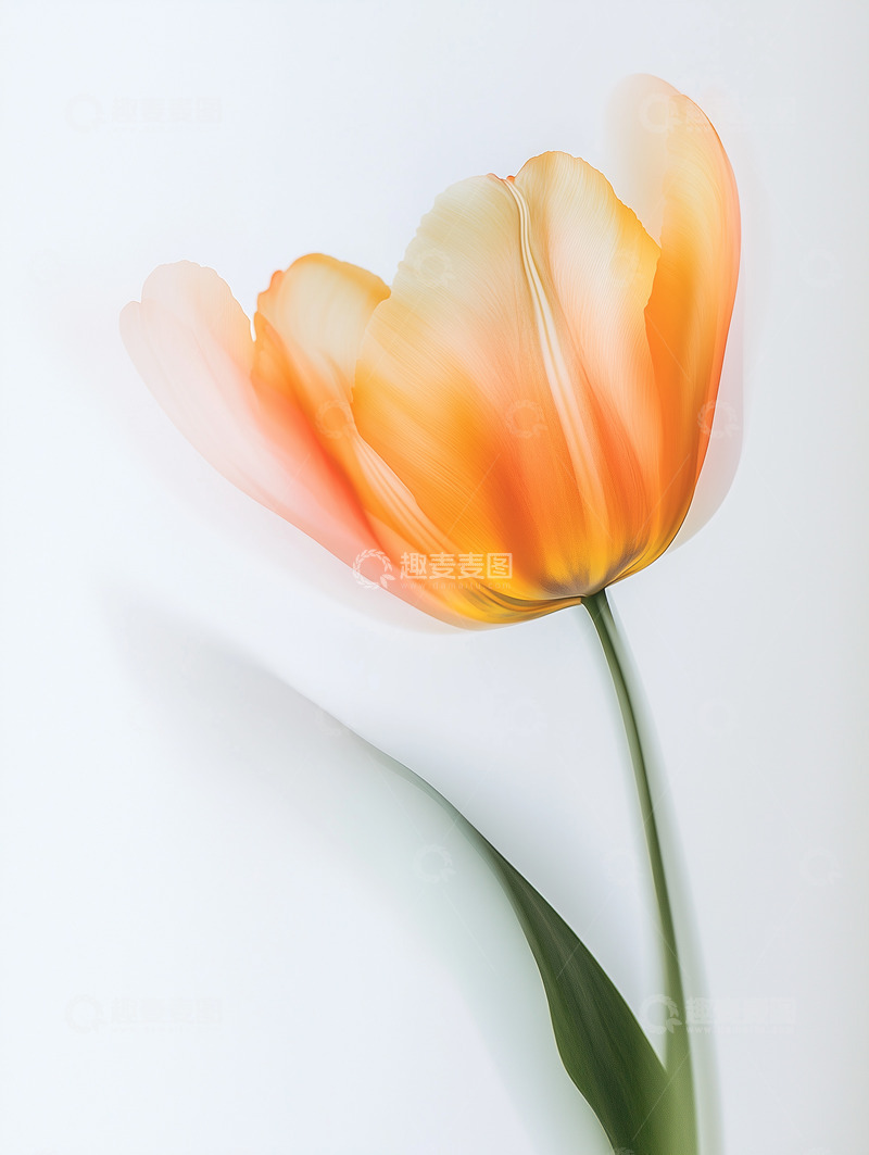 高清大图下载【趣麦麦图】白色背景的橙色郁金香图