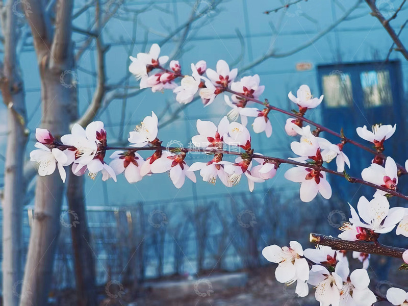 春天迎桃花满山开