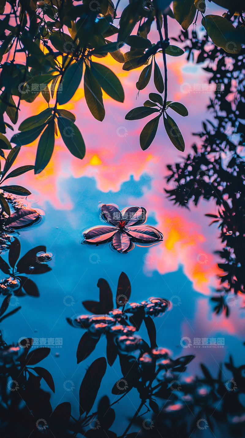 高清大图下载【趣麦麦图】水面花朵倒影