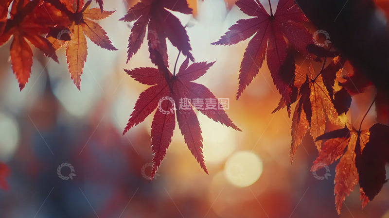 高清大图下载【趣麦麦图】秋叶