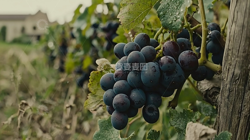 高清大图下载【趣麦麦图】葡萄园里的成熟紫葡萄
