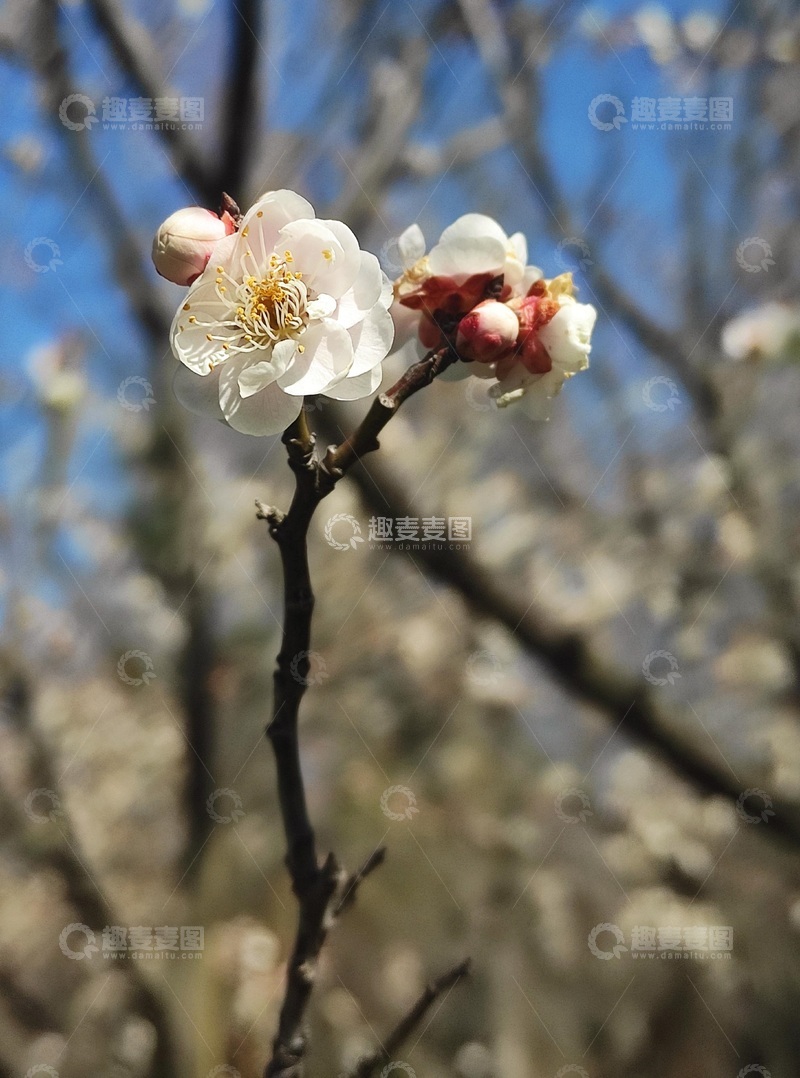 高清大图下载【趣麦麦图】春天的梅花3