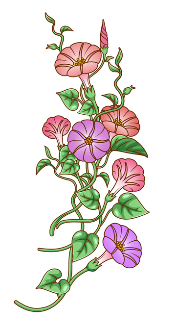 牵牛花鲜花藤蔓植物矢量插画