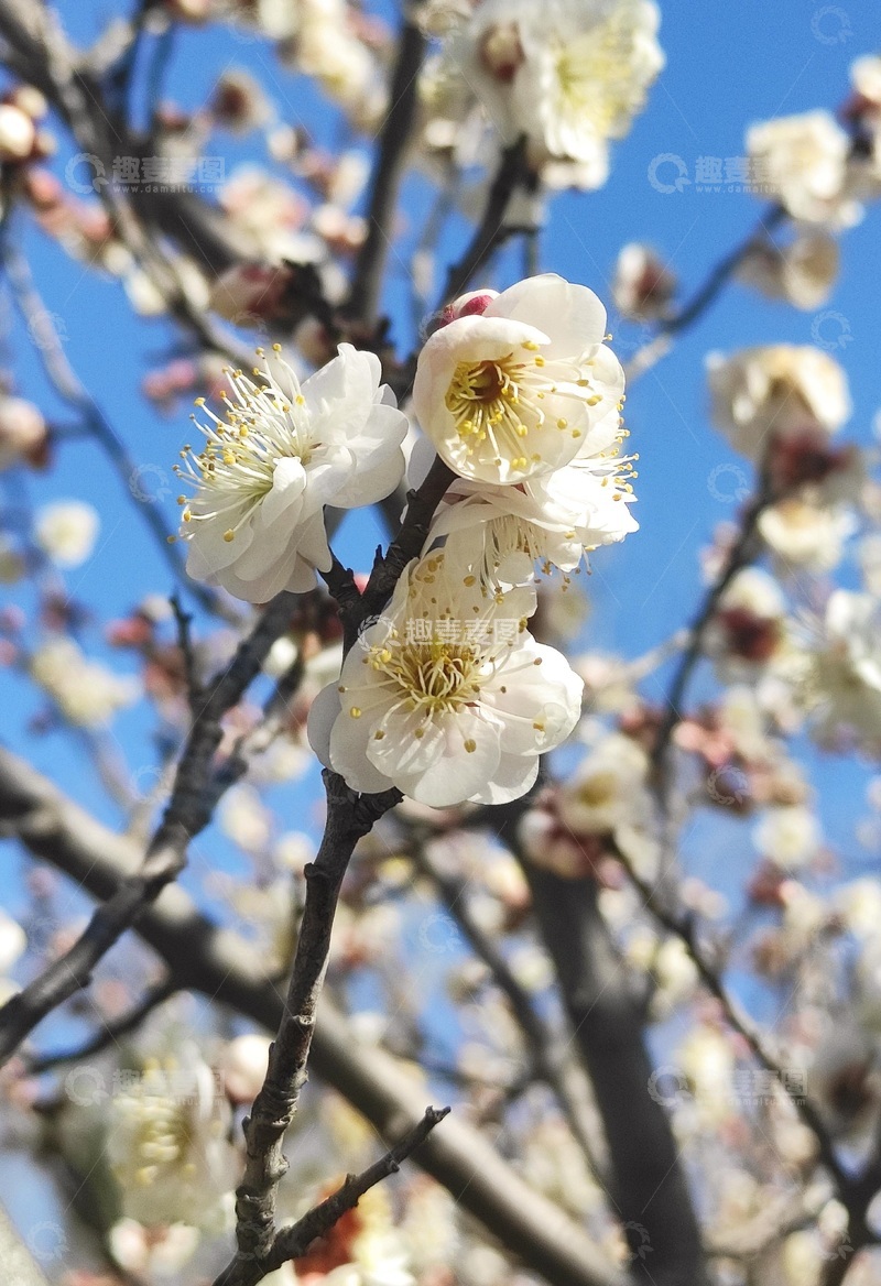 高清大图下载【趣麦麦图】春天的梅花2