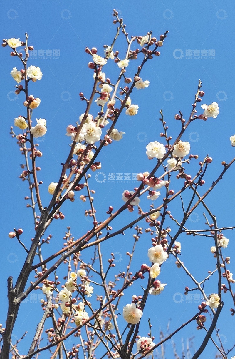 高清大图下载【趣麦麦图】春天的梅花1