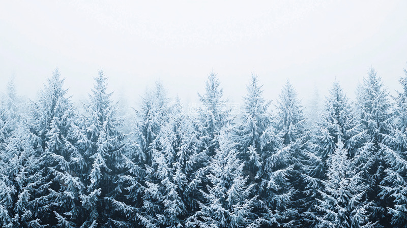 高清大图下载【趣麦麦图】雪覆盖的松树林