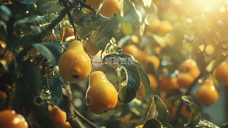 高清大图下载【趣麦麦图】阳光下枝头成熟的梨子