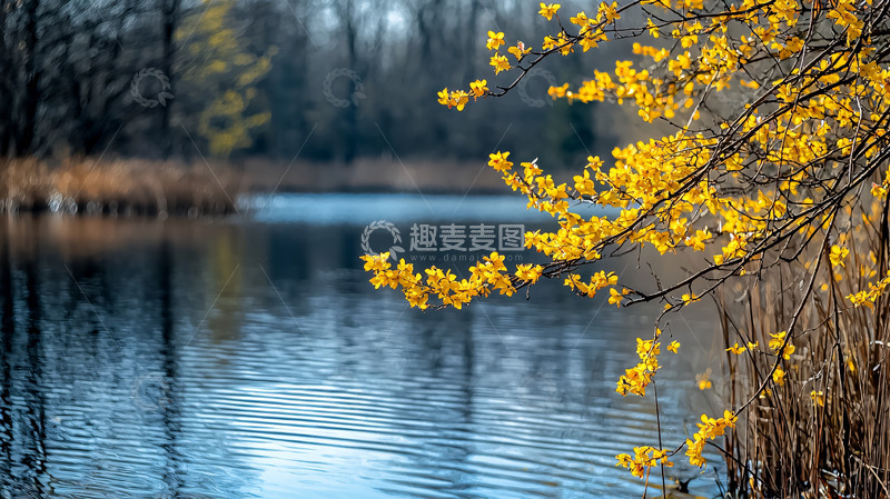 高清大图下载【趣麦麦图】春意盎然湖边黄花