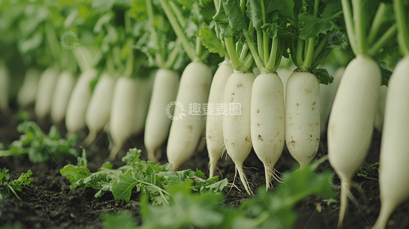 高清大图下载【趣麦麦图】白萝卜丰收田园景色