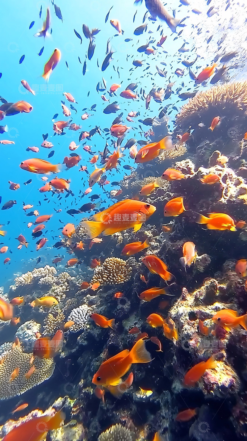 高清大图下载【趣麦麦图】珊瑚礁鱼群