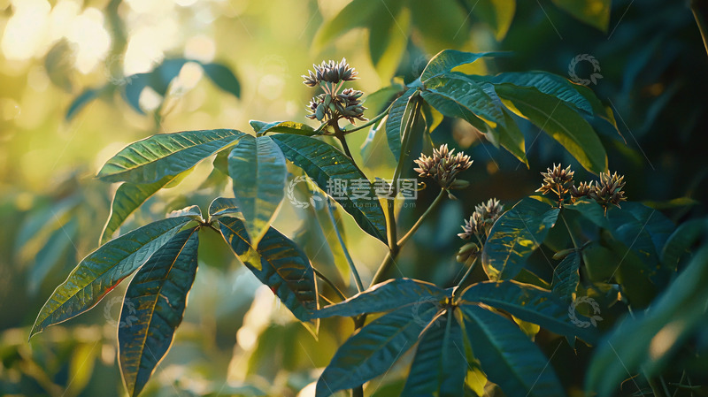 高清大图下载【趣麦麦图】阳光下的绿叶植物