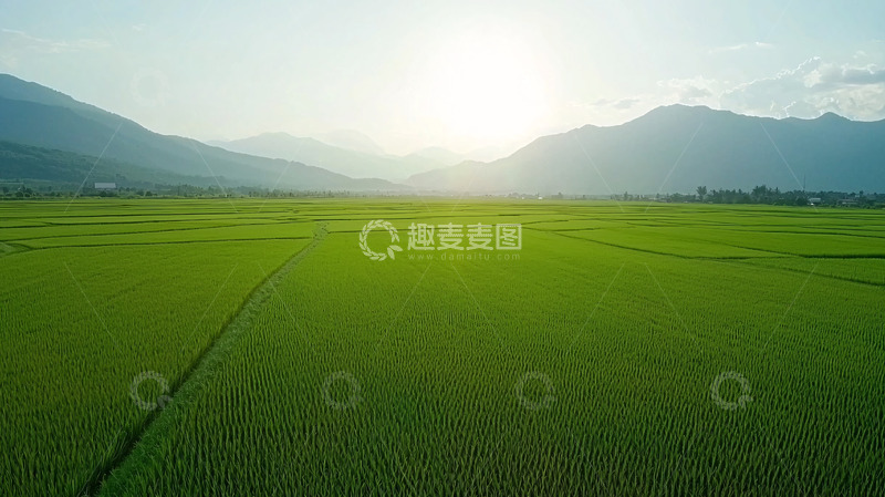 高清大图下载【趣麦麦图】阳光下的绿色稻田