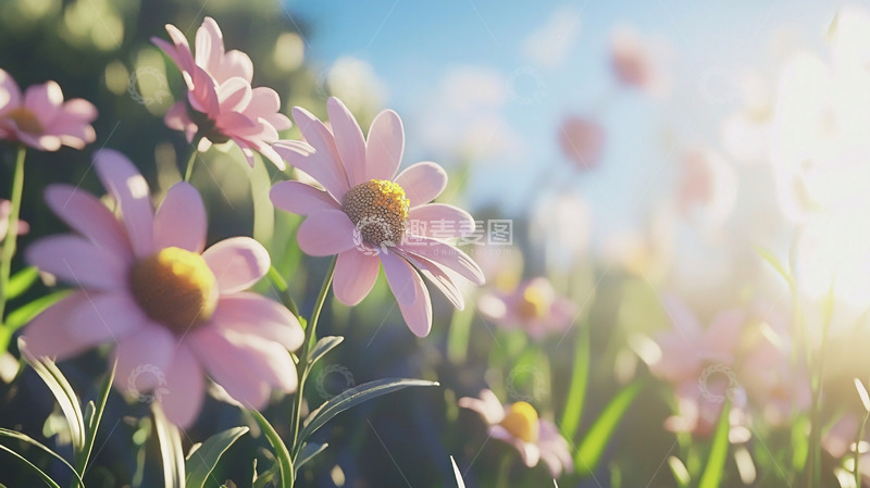 高清大图下载【趣麦麦图】阳光下粉色雏菊花田