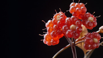 红宝石般剔透的浆果