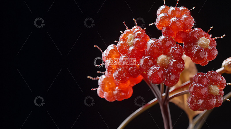 高清大图下载【趣麦麦图】红宝石般剔透的浆果