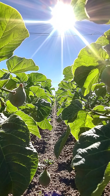 阳光下绿油油的无花果园