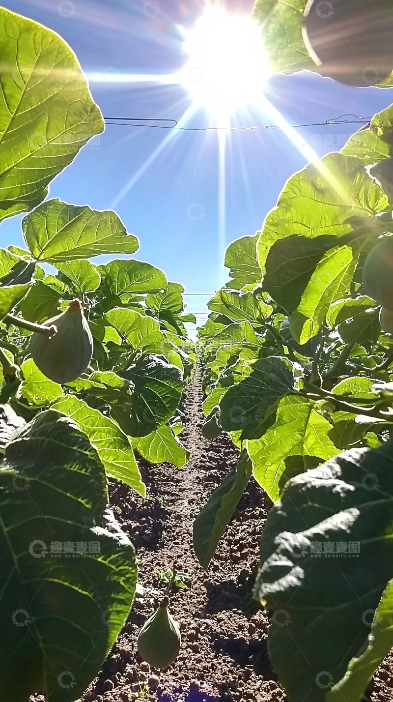 高清大图下载【趣麦麦图】阳光下绿油油的无花果园